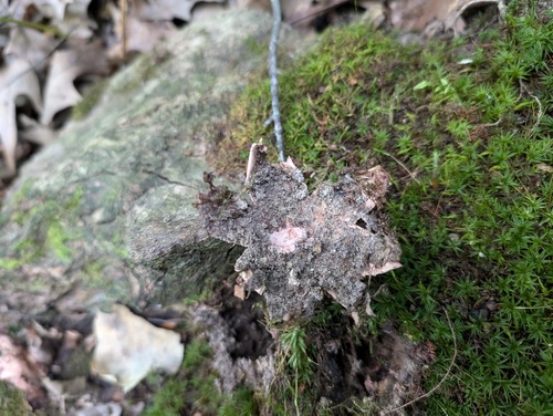 Geastrum rufescens (Photo 4 of 4)
