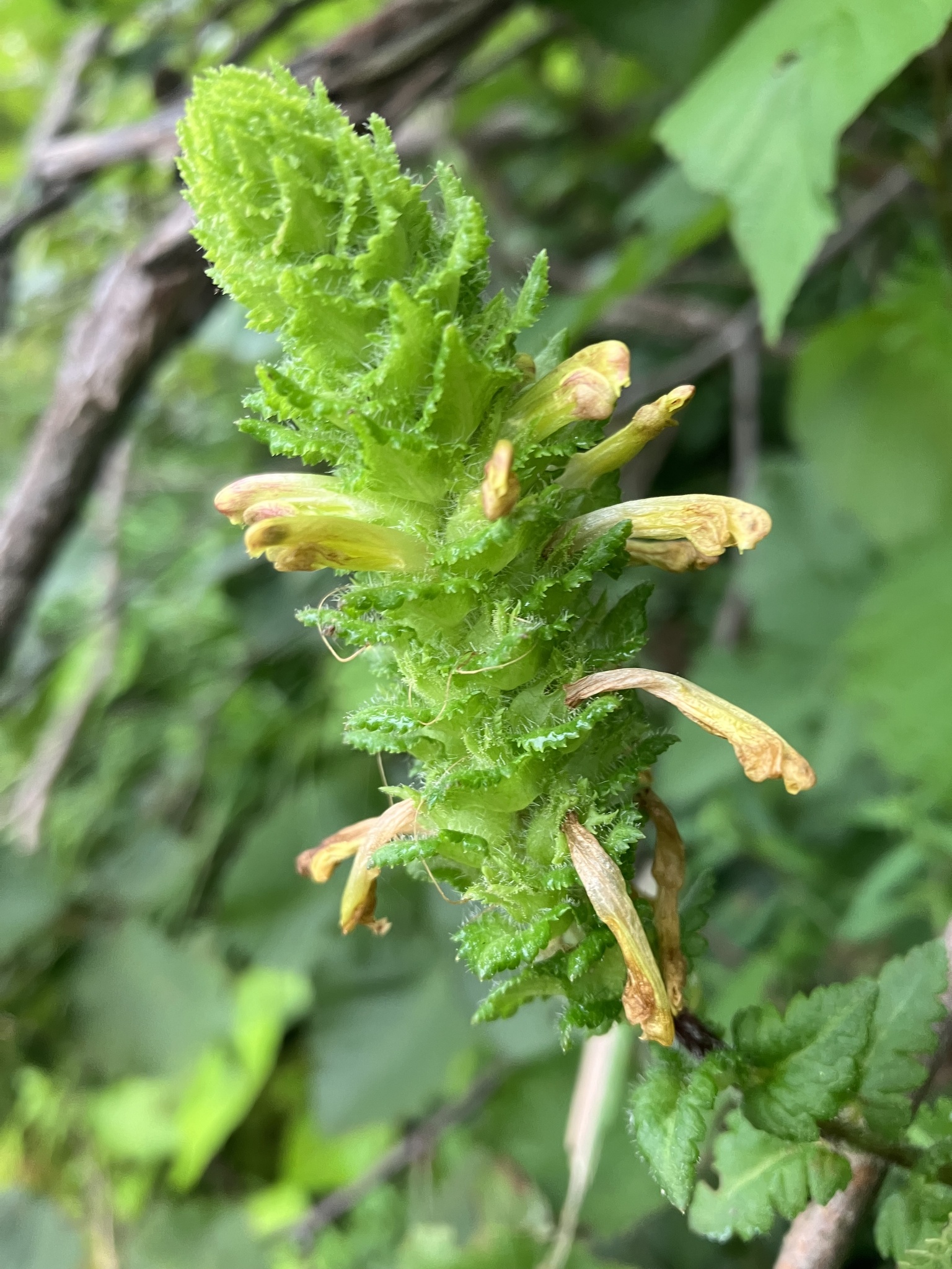 Pedicularis furbishiae