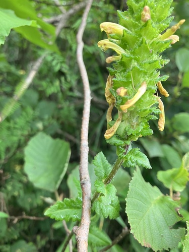 Image of Pedicularis furbishiae by no rights reserved
