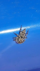 Sumampattus quinqueradiatus