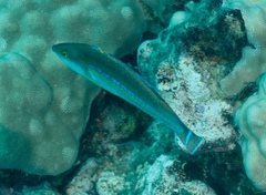 Pseudojuloides cerasinus