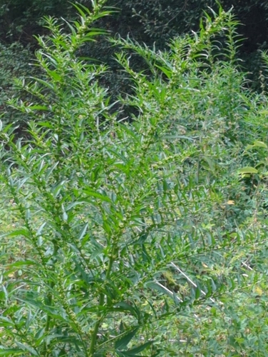 Image of Datisca glomerata by (c) Tom Field, some rights reserved (CC BY)