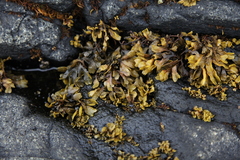 Fucus distichus evanescens
