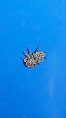 Sumampattus quinqueradiatus