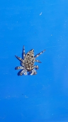 Sumampattus quinqueradiatus