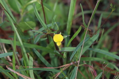 Crotalaria purshii