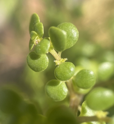 Pilea margarettae