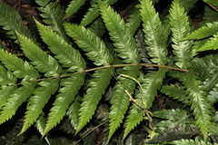 Woodwardia japonica