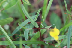 Crotalaria purshii