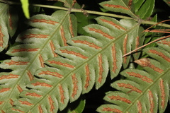 Woodwardia japonica