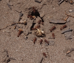 Pogonomyrmex californicus