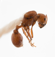 Pogonomyrmex subnitidus