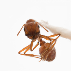 Pogonomyrmex subnitidus