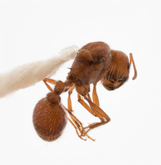 Pogonomyrmex subnitidus