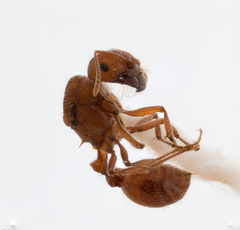 Pogonomyrmex subnitidus
