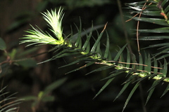 Cunninghamia lanceolata