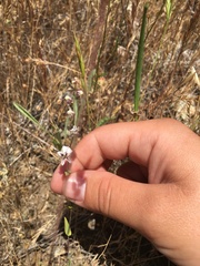 Streptanthus glandulosus secundus