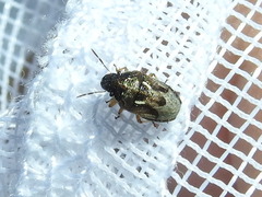 Neottiglossa tumidifrons