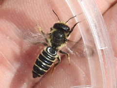 Megachile montivaga
