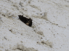 Gymnandrosoma punctidiscanum