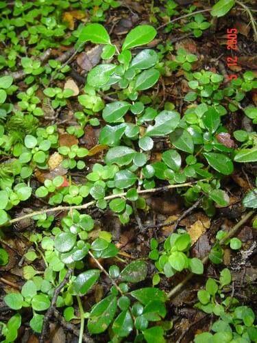 Boxleaf azara (Azara microphylla)