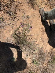 Sairocarpus nuttallianus