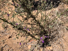 Sairocarpus nuttallianus