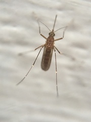 Aedes vexans