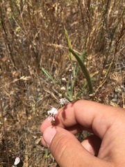 Streptanthus glandulosus secundus