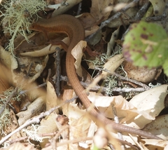 Elgaria coerulea coerulea