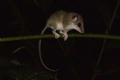 Delicate Slender Opossum photo 5