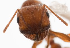 Pogonomyrmex subnitidus