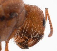 Pogonomyrmex subnitidus