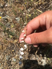 Streptanthus glandulosus secundus