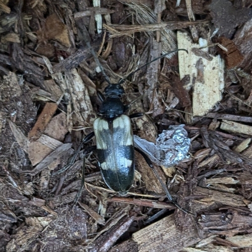 Dorcasina matthewsii photo 4