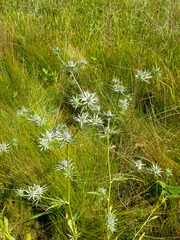 Eryngium hookeri