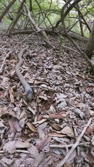 Cubophis cantherigerus
