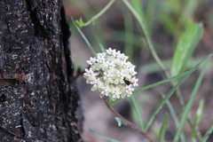Asclepias michauxii