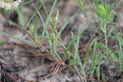 Asclepias michauxii