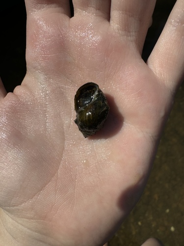 Ornate Rocksnail