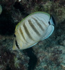 Chaetodon multicinctus