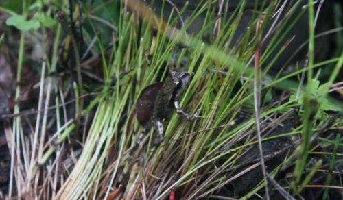 Black Spiny-chest Frog, Alsodes nodosus