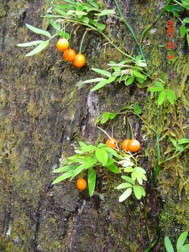 Image of Luzuriaga radicans by (c) Cesar Ormazabal, some rights reserved (CC BY)