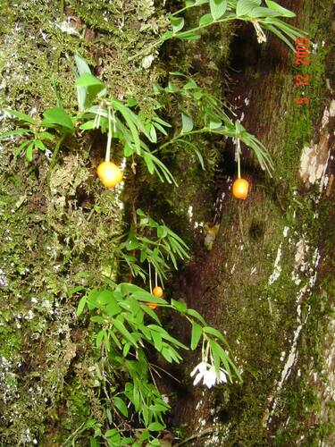 Image of Luzuriaga radicans by (c) Cesar Ormazabal, some rights reserved (CC BY)