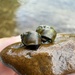 Mainstream River Snail - Photo (c) hhhhh_vivi, some rights reserved (CC BY-NC)