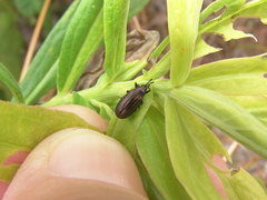 Microrhopala excavata