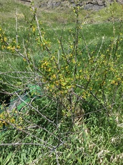 Ribes aureum aureum