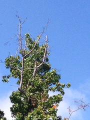 Dryobates nuttallii
