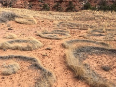 Muhlenbergia torreyi