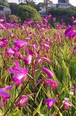 Bletilla striata